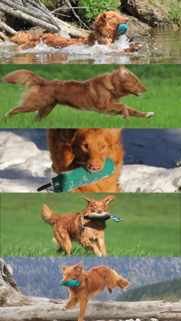 Dummytraining für Anfänger bei der Hundeschule Askom